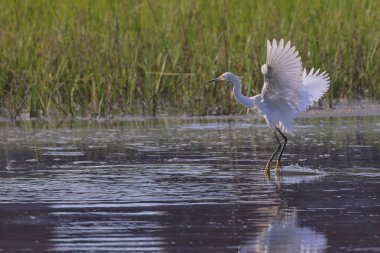 Beyaz balıkçıl, sığ sulara inen kanatlarını açar..