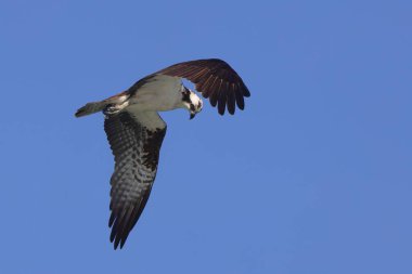 Osprey uçuyor, uçuyor, avlanıyor, kanatlarını açıyor, açık mavi gökyüzü.