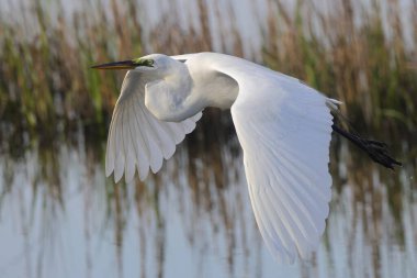 Beyaz balıkçıl yeşil sazlıklarla yansıtıcı suların üzerinde zarifçe süzülüyor..