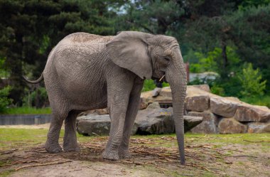 Büyük gri fil sakince dışarıda duruyor, kayaların yakınındaki çevreyi gözlemliyor..