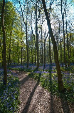 Canlı bir ormanda ağaçların manzarası..