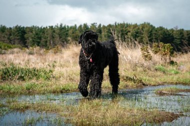 Kara köpek bulutlu gökyüzünün altında ıslak çayırlarda yürüyor.