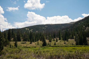 Uzun ağaçlarla çevrili yemyeşil çayır.