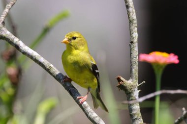 Doğadaki güzel kuşun manzarası