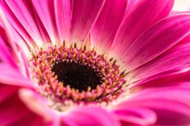 Closeup of vibrant pink flower petals and center