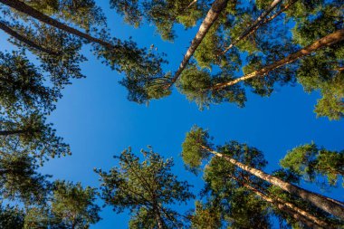 Mavi gökyüzüne bakan uzun ağaçlara bakıyorum.