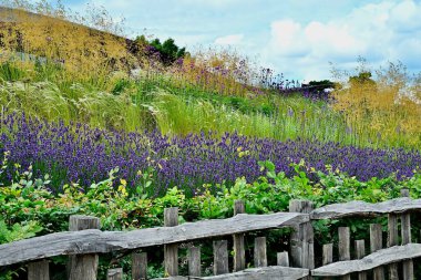 Ahşap çitlerin yanında açan canlı mor çiçekler.