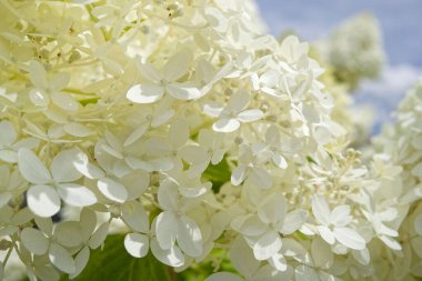 Yakından mavi gökyüzünün altında açan beyaz ortanca çiçekleri.