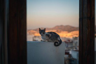 Gün batımında şehre bakan duvarda oturan kedi.