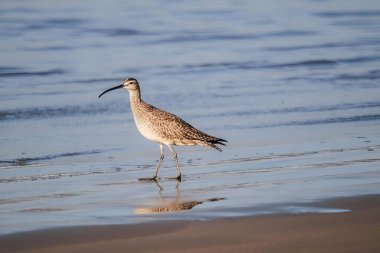 Suda yürüyen yaygın deniz feneri (Numenius phaeopus)