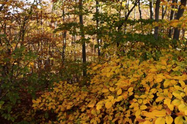 Renkli sonbahar yaprakları orman zeminini kaplıyor
