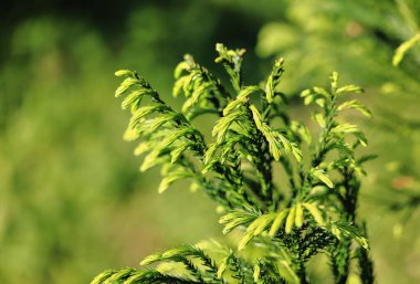 Doğal ortamda yeşil yapraklara yakın çekim