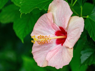 Yeşil Yaprakların Arasında Çiçek açan Pembe Hibiscus