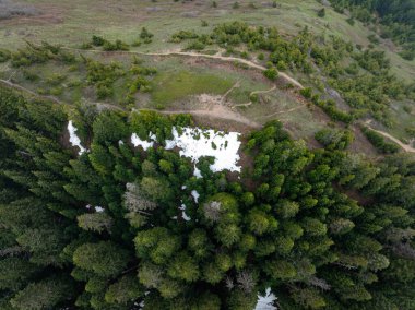 Yeşil ormanlık arazinin havadan görünüşü