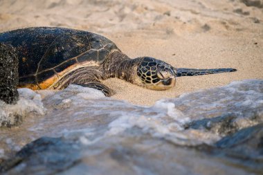 Kaplumbağa kumlu sahilde suyun yanında dinleniyor.