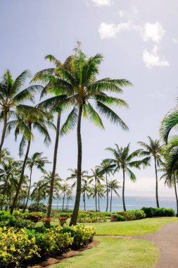 Okyanus ve patikanın yanındaki yüksek palmiye ağaçları