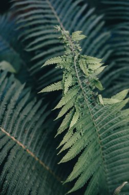 Yeşil eğreltiotu yaprakları açık havada yetişiyor.