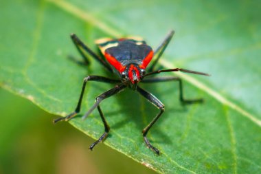 Yeşil bir yaprağın üzerinde parlak renkli bir Kokulu Böceğin yakın çekimi