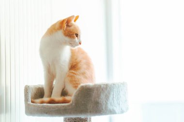 Kedi, pencereden dışarı bakan yumuşak bir levrekte oturuyor.