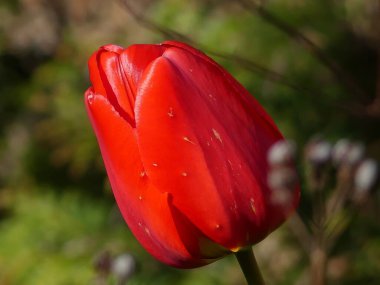 Canlı kırmızı laleyi kapat.