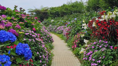 Renkli çiçekler bahçe yolunda