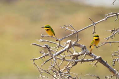 Dallara tünemiş iki renkli kuş.