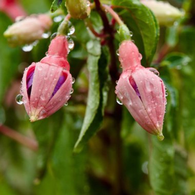 Su damlacıklarıyla kaplı pembe çiçek tomurcukları.