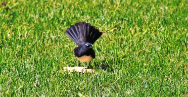 Yayılmış kuyruğuyla çimlerin üzerinde duran kuş.