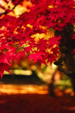 Red Japanese maple leaves in autumn park
