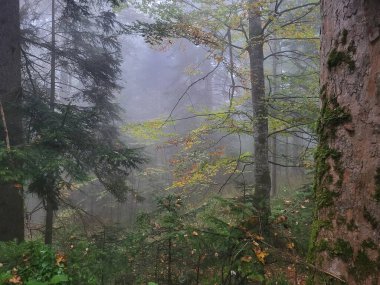Sisli orman sahnesi Uzun ağaçlarla