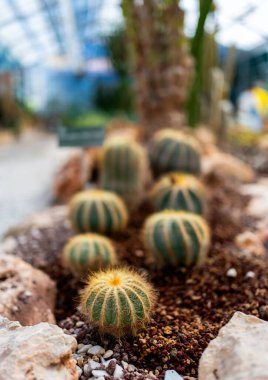 Kumlu toprakta yetişen küçük yuvarlak kaktüsler.