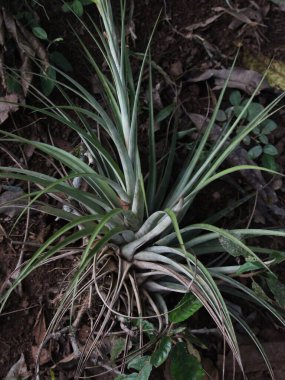 Koyu toprakta yetişen yeşil bitki