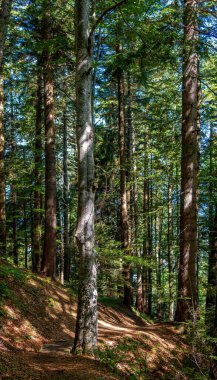 Uzun ağaçlar orman yoluna gölge düşürüyor.
