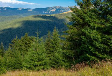 Uzak dağ manzarasına bakan yemyeşil ağaçlar