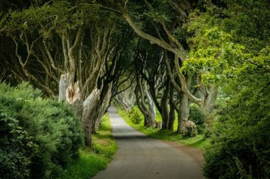 Dar yol yemyeşil ağaçlarla çevrili.