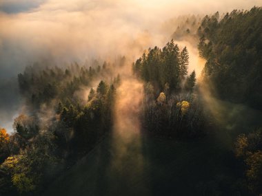 Güneş ışığıyla aydınlatan ağaçları olan sisli orman manzarası