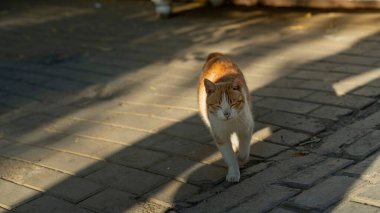 Gün ışığında taş yolda yürüyen bir kedi..