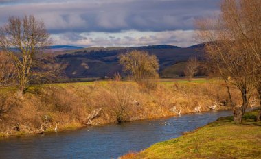 Bulutlu gökyüzünün altında çıplak ağaçlarla çimenli kıyılarda akan nehrin manzarası