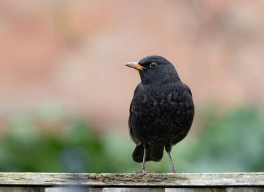 Siyah şirin kuşa yaklaş.