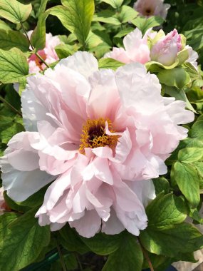 Bahçede açan büyük pembe çiçek