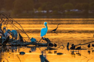 Akbalıkçıl suyun yanında duruyor.