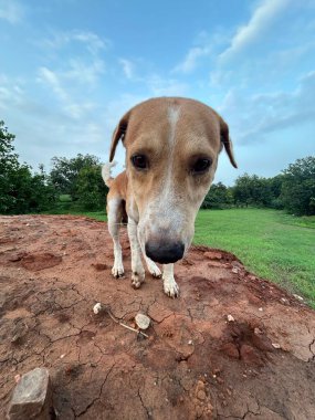 Toprak zeminde duran köpek ileriye bakıyor.