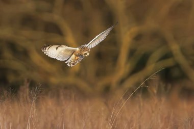 Doğada uzun otların üzerinde uçan baykuş.