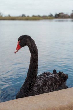 Su yüzeyindeki siyah kuğunun yakın çekimi.