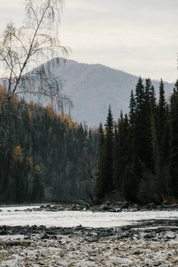 Uzak dağları olan sakin bir nehrin yanındaki yüksek çam ağaçlarının yer aldığı manzara.