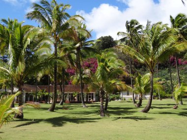 Uzun palmiye ağaçlarının olduğu yemyeşil bir arazi.