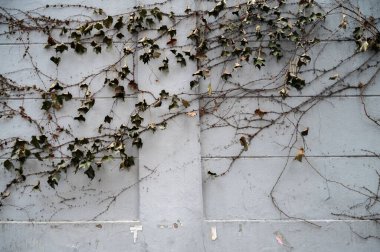 Yeşil sarmaşıklar gri duvara tırmanıyor