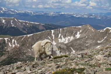 Dağ keçisi kayalık arazide otluyor manzaralı dağ zeminiyle