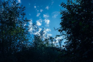 Bulutlu mavi gökyüzüne bakan ağaçlar