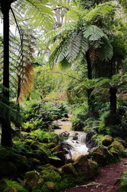 Küçük dereyi çevreleyen yemyeşil eğreltiotları